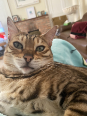 A Very Great Quantity Of Excellent Cats
