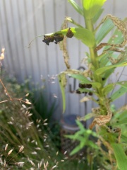 What the hell are these that have destroyed my lilies?