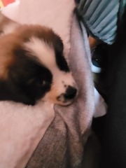 Absolutely no reason for this thread except to show off my gorgeous new pup