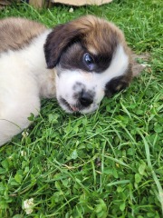 Absolutely no reason for this thread except to show off my gorgeous new pup
