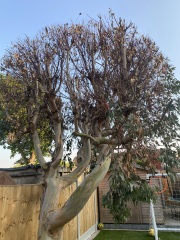 Is my Eucalyptus tree diseased/dying?