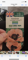 Do you deadhead poppies?