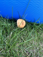 Any mushroom experts quickly please