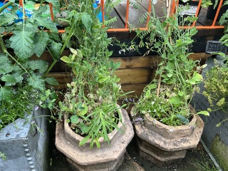 Sweet peas going brown at the base and have stopped flowering (pics)