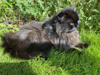 Siberians