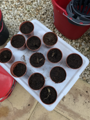 I bought 160 bare root  perennials for £40!