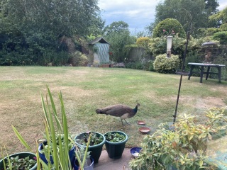 I seem to have acquired a fowl...