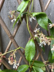 Is this climbing jasmine ok or does it need more water? 🌱 