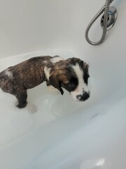 Absolutely no reason for this thread except to show off my gorgeous new pup