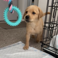Labrador puppy coming home tomorrow, any advice?