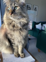 A Very Great Quantity Of Excellent Cats