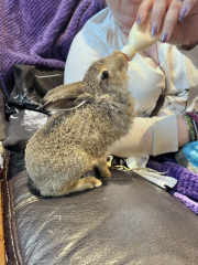 A wild rabbit has moved into my garden… WWYD?