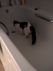To give cat a bath after falling in toilet?