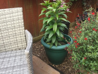 Lilies?
