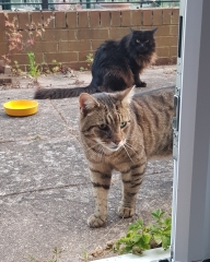 Thug cat part 5 - For he will not do destruction, if he is well-fed, neither will he spit without provocation.