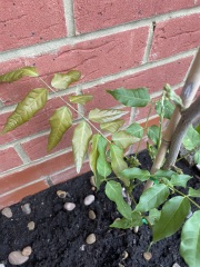 What's wrong with my newly planted wisteria? ***Photos attached***