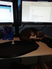 Where do your cats sleep?