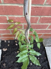 What's wrong with my newly planted wisteria? ***Photos attached***