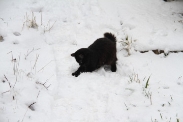 How long did you *actually* keep your cat in for?