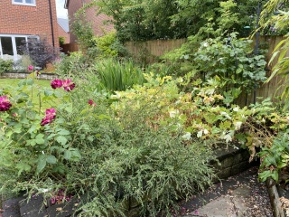 I bought 160 bare root  perennials for £40!