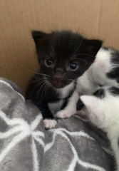 Settling new kitten in, older kitten very unhappy!