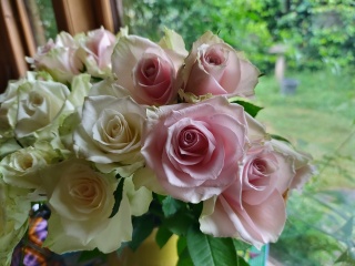Rose Appreciation Thread