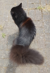 Cats used to be worshiped as Gods...