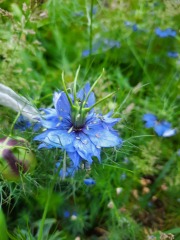 Nigella question