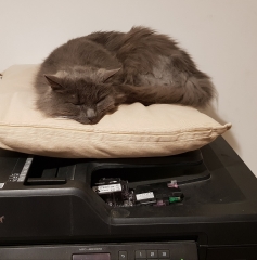 Where do your cats sleep?
