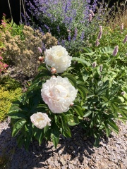 Have your peonies sprouted yet?