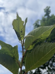What are these clusters of black bugs on my cherry tree leaves?
