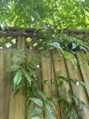 Plant ID please!