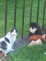 Cats used to be worshiped as Gods...