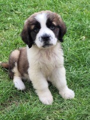 Absolutely no reason for this thread except to show off my gorgeous new pup