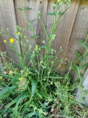 Does anyone know what this weed is