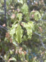 Think a lovely old Pittosporum is on the way out! Why?? Can it be saved??