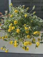 Can anyone identify this plant in my garden