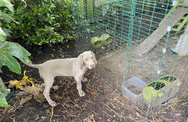 Puppy survival thread part 2