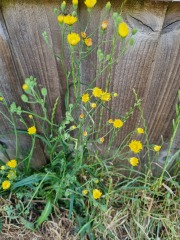 What is this weed