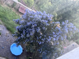 To not remove the tree?