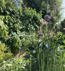 Have your peonies sprouted yet?
