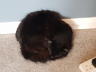 Cats used to be worshiped as Gods...
