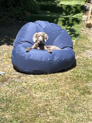 Puppy blues