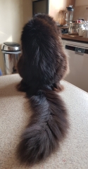 Cats used to be worshiped as Gods...