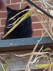 Thug cat part 5 - For he will not do destruction, if he is well-fed, neither will he spit without provocation.