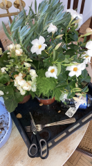 I'm starting saxenda this week. 