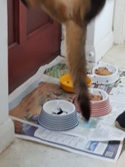 Thug cat part 5 - For he will not do destruction, if he is well-fed, neither will he spit without provocation.