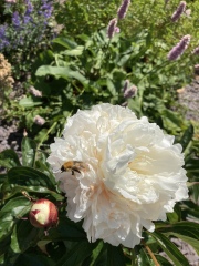 Have your peonies sprouted yet?