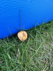 Any mushroom experts quickly please