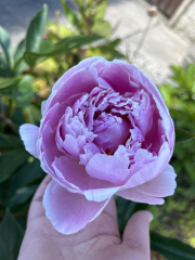 Have your peonies sprouted yet?